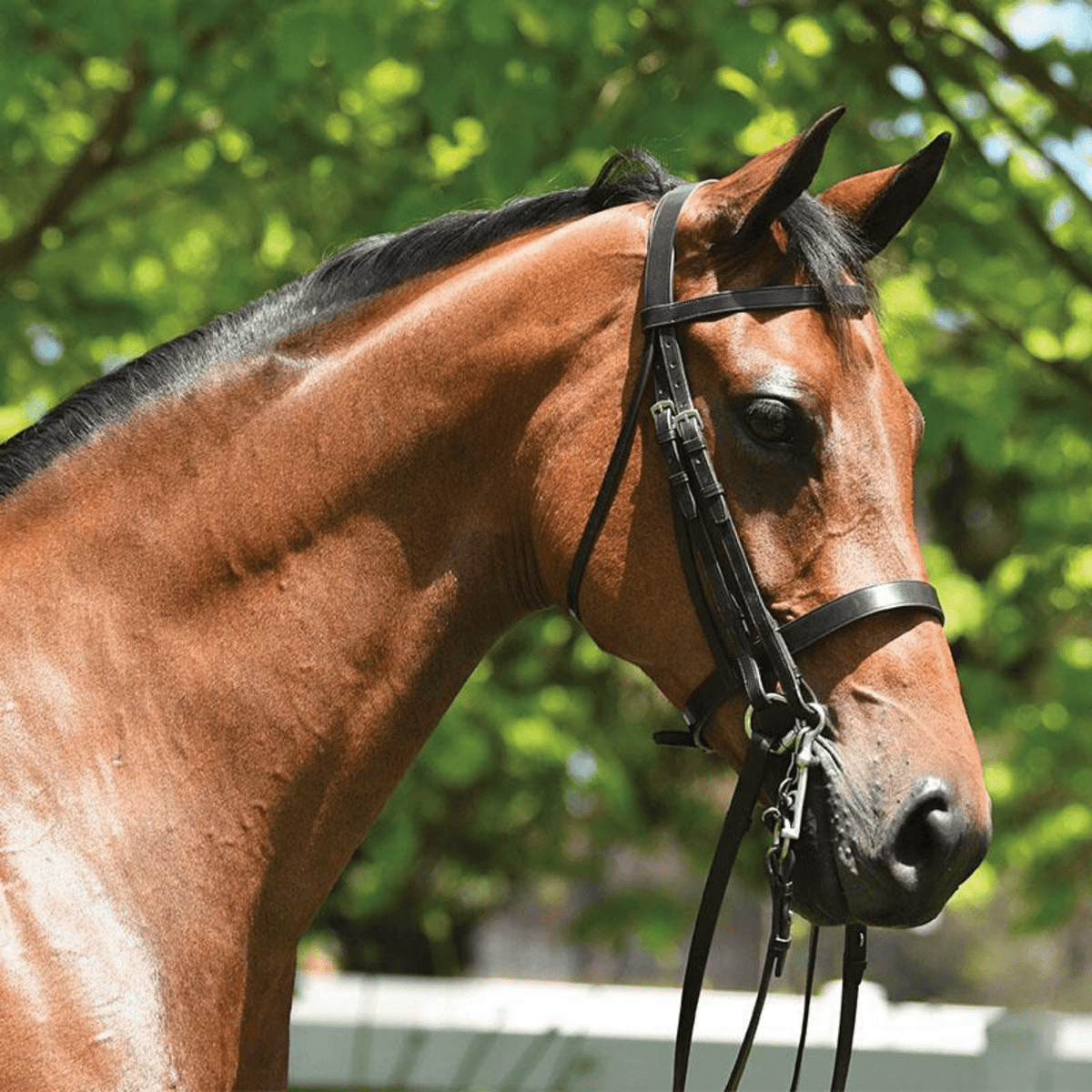 Grainge Elite Show Bridle with Bradoon Strap (Weymouth) - Saddleworld Devonport