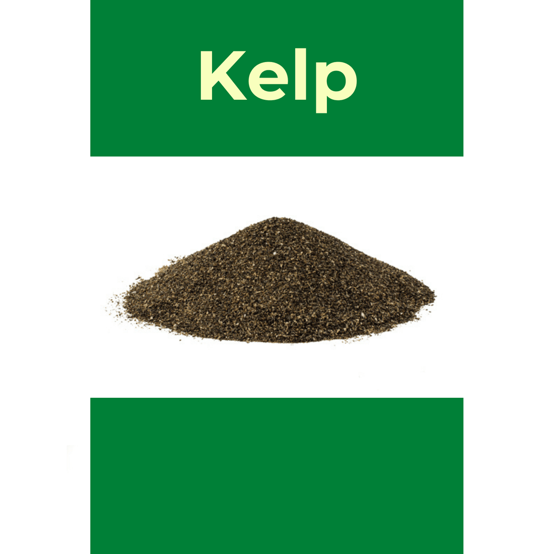 Kelp - Saddleworld Devonport