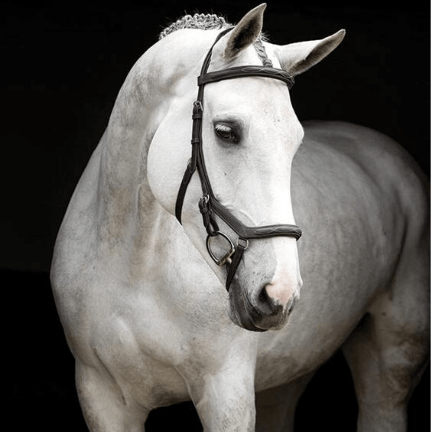 Rambo Micklem Deluxe Competition Bridle - Saddleworld Devonport