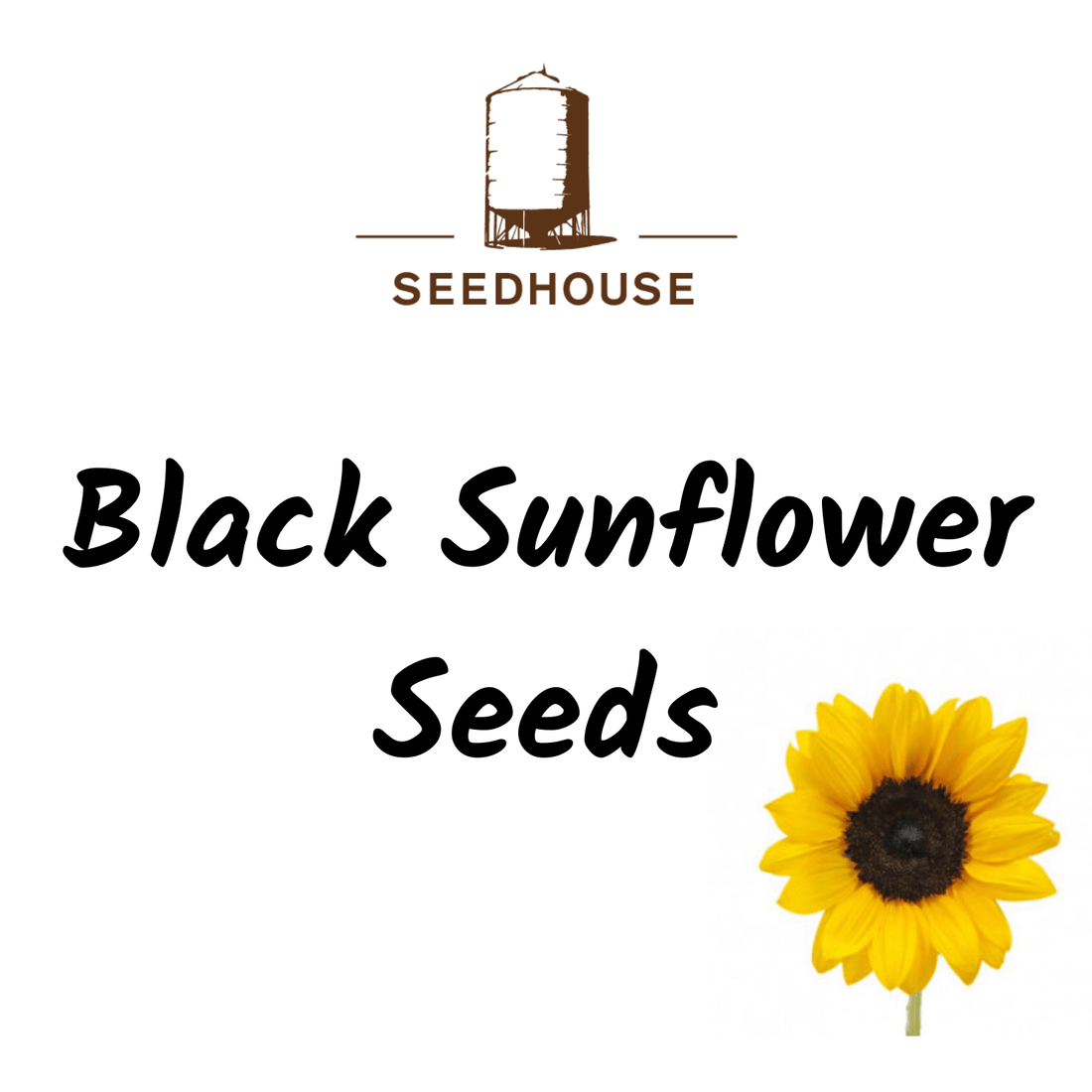 SEEDHOUSE BLACK SUNFLOWER SEEDS 20KG - Saddleworld Devonport