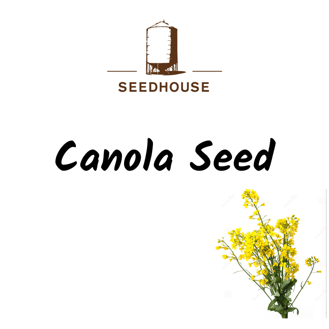SEEDHOUSE CANOLA SEED - Saddleworld Devonport